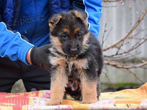 �t��ata n�meck�ho ov��ka k adopci