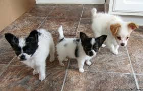 �t��ata Papillon jsou k dispozici k adopci.
