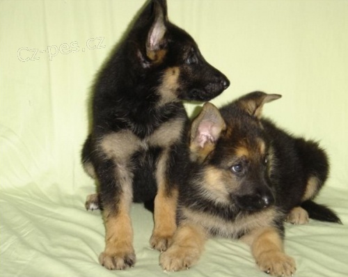 �t��ata n�meck�ho ov��ka p�ipravena ....