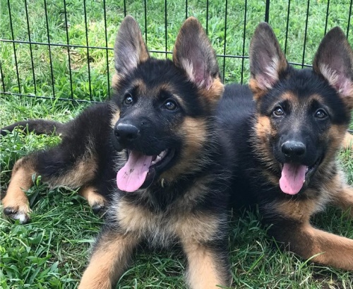 �t��ata dobr�ho n�meck�ho ov��ka p�ipravena ....