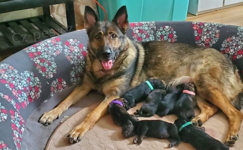 P�ipraven� �t��ata n�meck�ho ov��ka p�ipravena ....