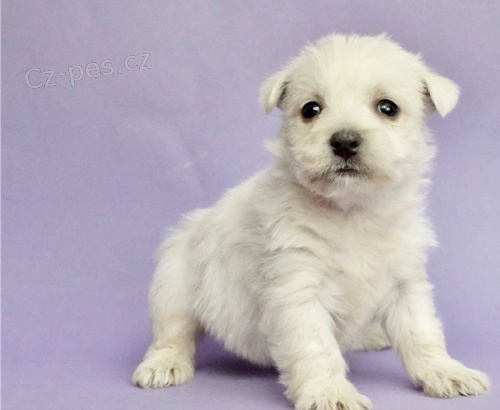 �t��ata West Highland White Terrier k adopci