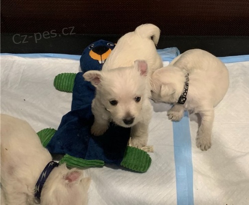 �t��ata West Highland White Terrier p�ipravena