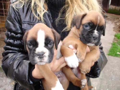 �t��ata boxera k adopci