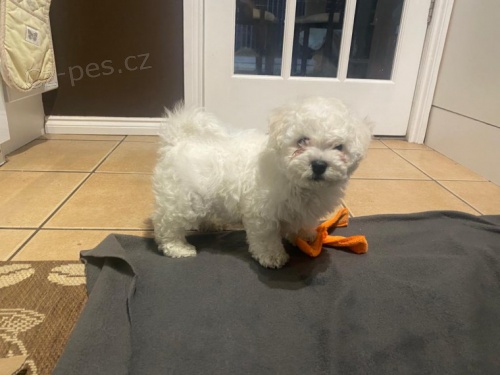 �t��ata Bichon Frise