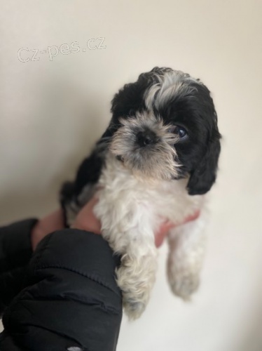 10 t�dn� star� �t��ata Shihtzu