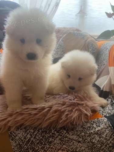 Samojed �t��ata