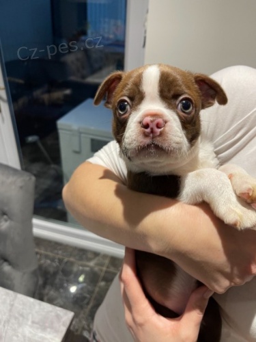 �erven� A B�l� Bostonsk� Teri�r