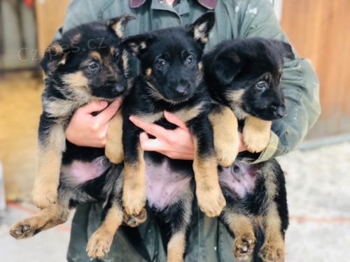 �t��ata n�meck�ho ov��ka