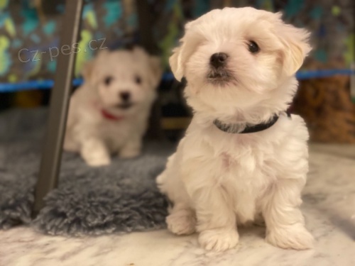 Maltesky psik �t��ata