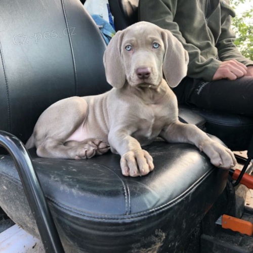 �t��ata V�marsky oha� s rodokmenem