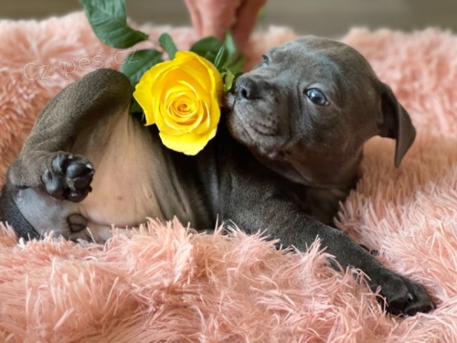 Staford��rsk� bullteri�r �t��ata