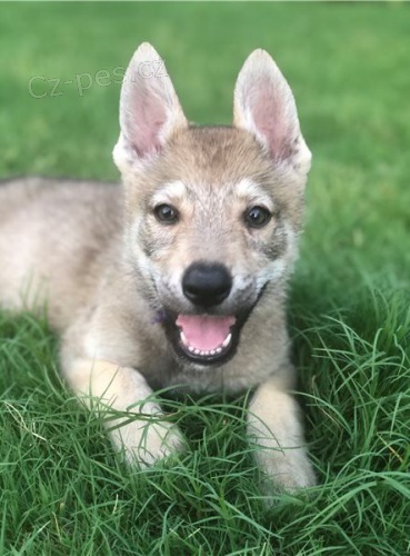 �eskoslovensk� ~vl��k �t��ata