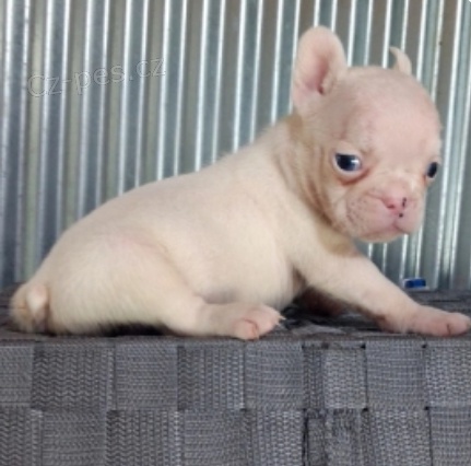 kr�sn� �t�n� francouzsk�ho b�ka na prodej