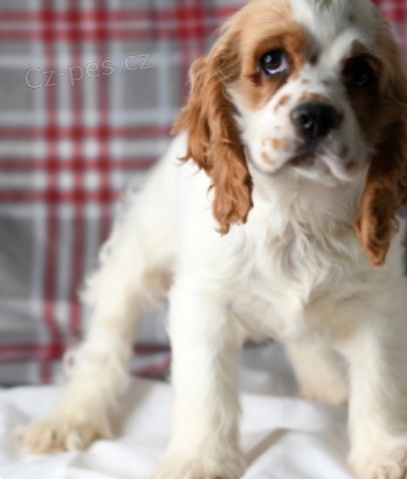 kr�sn� �t��ata kokr�pan�l� k adopci