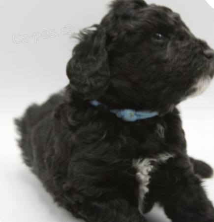 kr�sn� te�kovan� pudl� �t��ata k adopci