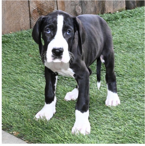 kr�sn� �t��ata Danie k adopci