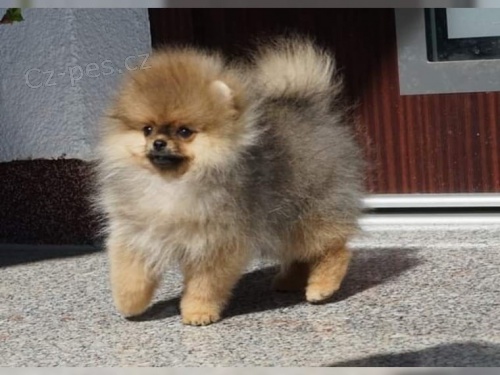 �istokrevn� �picl pes