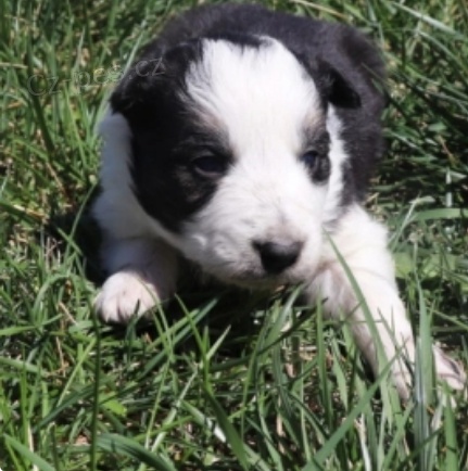 kr�sn� �t���tka border kolie k adopci