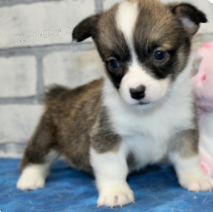 kr�sn� �t��ata americk�ho corgi k adopci