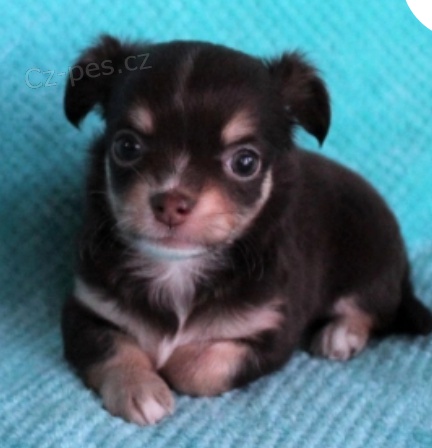 �t��ata �ivavy evon k adopci