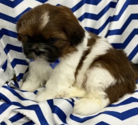 kr�sn� �t��ata shih tzu k adopci