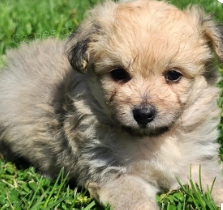 kr�sn� �t���tka foapi pomapoo na prodej