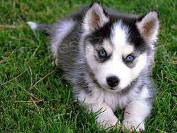 ��asn� sibi�sk� husky