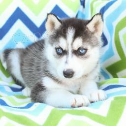 nej��asn�j�� a nejmocn�j�� �t��ata sibi�sk�ho husky, kter� maj� b�t znovu um�st�na.