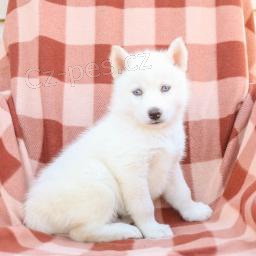 nej��asn�j�� a nejmocn�j�� �t��ata sibi�sk�ho husky, kter� maj� b�t znovu um�st�na.