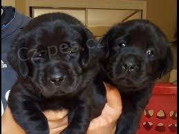 labradorpoppies k adopci.