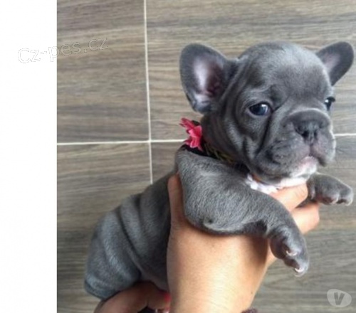 Francouzsk� buldo�ek