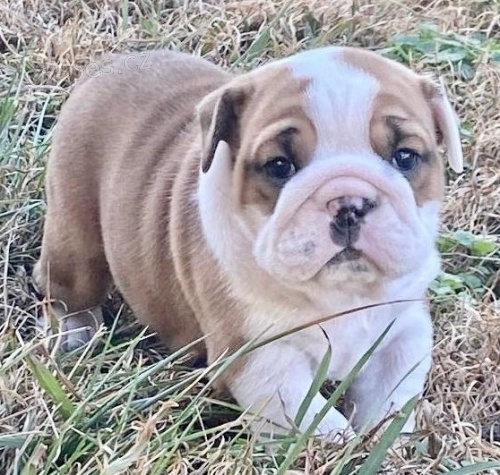 Kr�sn� �t���tka anglick�ho buldogsk�ho retr�vra