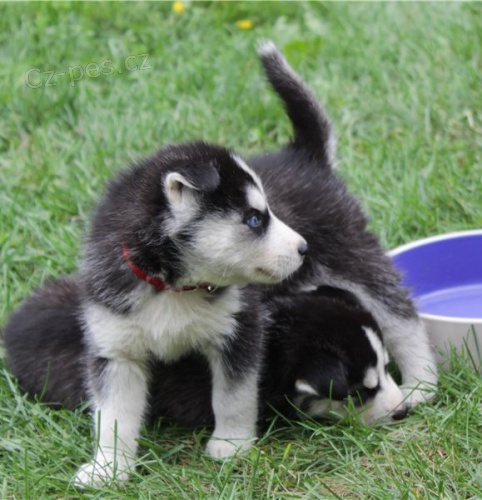 Kr�sn� �t��ata sibi�sk�ho husky retr�vra