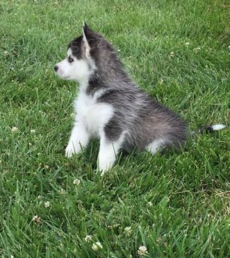 Kr�sn� �t���tka pomsk�ho retr�vra