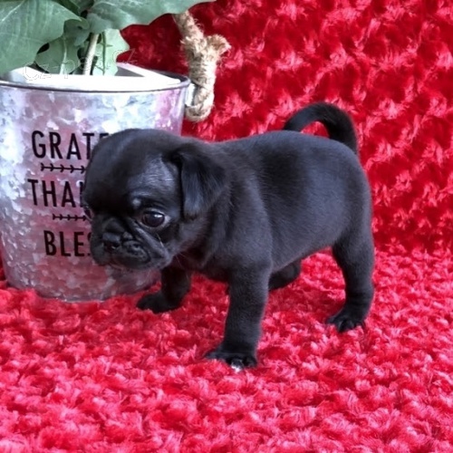 K dispozici jsou kr�sn� �ern� �t��ata mopsl�k� a p�ipravena k prodeji.