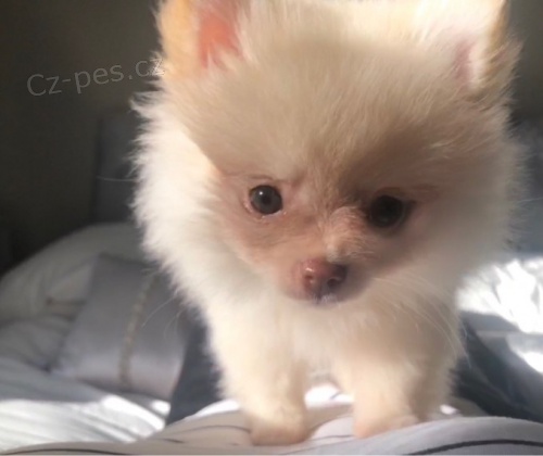 kr�sn� pomeransk� �t��ata k adopci