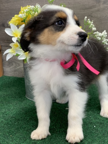 Rozko�n� �t��ata australsk�ho ov��ka na prodej