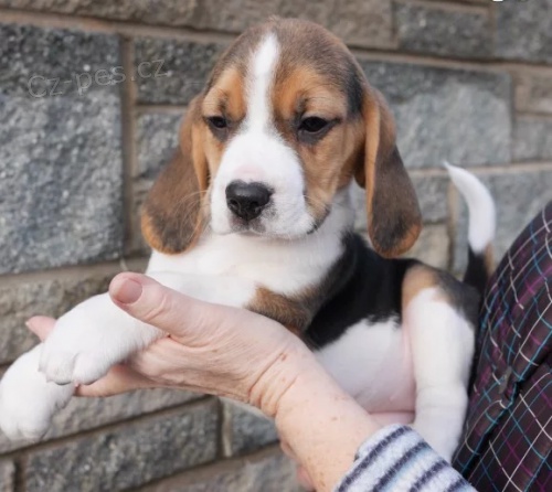 kr�sn� beagle na prodej.