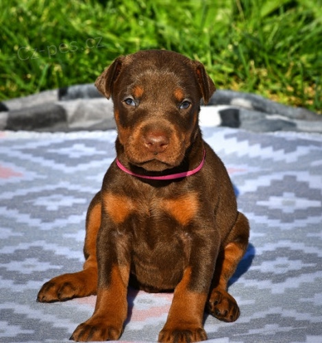 O�KOVAN� �t��ata dobermana na prodej.