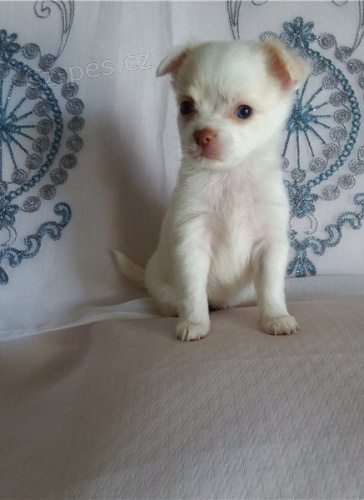 Kr�sn� �t��ata retr�vra �ivava