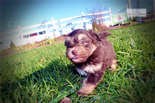 Kr�sn� �t���tka havansk�ho retr�vra