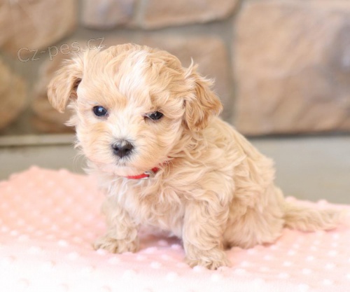 Kr�sn� �t��ata maltipoo retr�vra