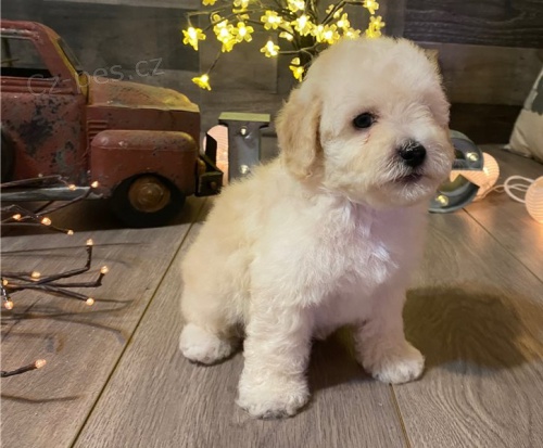 Kr�sn� �t��ata maltipoo retr�vra