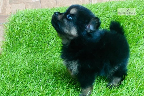 Kr�sn� �t��ata pomeransk�ho retr�vra