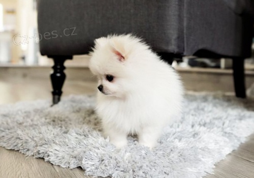 Kr�sn� �t��ata pomeransk�ho retr�vra