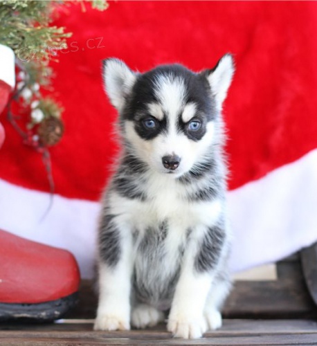 Kr�sn� �t���tka pomsk�ho retr�vra