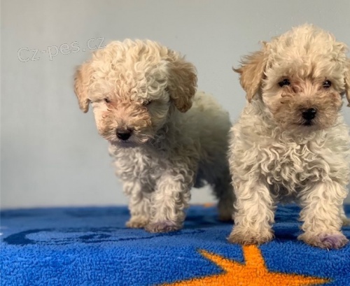 Kr�sn� �t���tka pudl�ho retr�vra