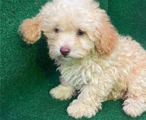 Kr�sn� �t���tka pudl�ho retr�vra