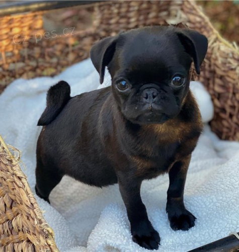 Kr�sn� �t��ata mops retr�vra